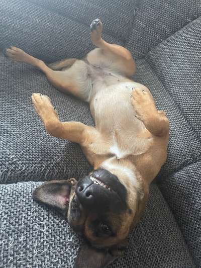 Fotosammlung: ,,Der natürliche Hund" Unbearbeitet, ungestellt und in Natura-Beitrag-Bild