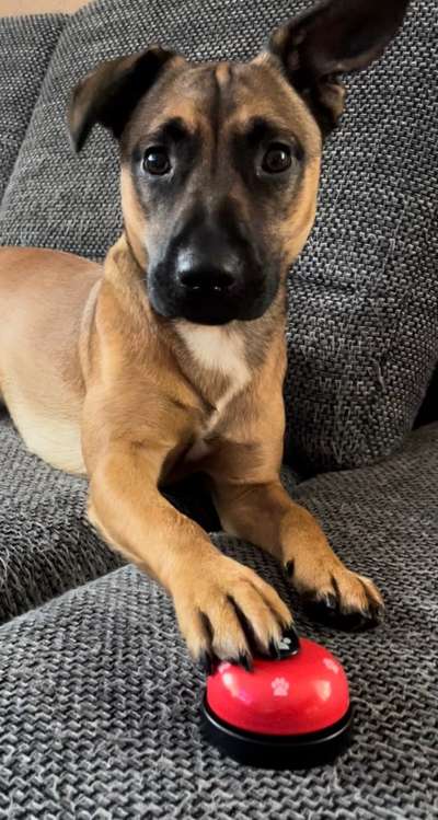 Dogorama Photo Challenge - Tricks, Tricks & Tricks!-Beitrag-Bild