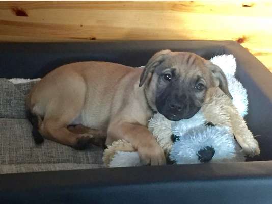 Euer Hund und sein Lieblingskuscheltier-Beitrag-Bild