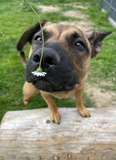 Dogorama Foto Aktion - Dein Hund im Dogorama Büro-Beitrag-Bild