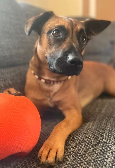 Dogorama Photo Challenge - Portrait-Beitrag-Bild