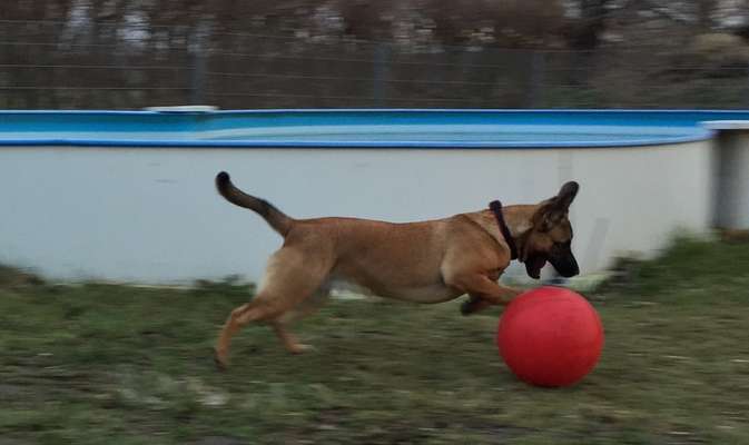 43. Fotochallenge-Zeigt mir eure Ball oder Frisbee verrueckten Hunde-Beitrag-Bild