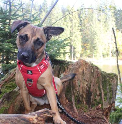 Hunde im Urlaub-Beitrag-Bild