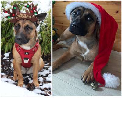 It's beginning to look a lot like.....-Beitrag-Bild