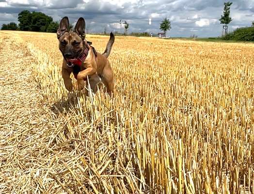 20. Farben Fotochallenge: Gold / Goldgelb / Stohgelb-Beitrag-Bild