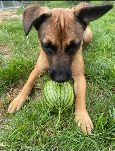 Dogorama Foto Challenge - Erwischt-Beitrag-Bild