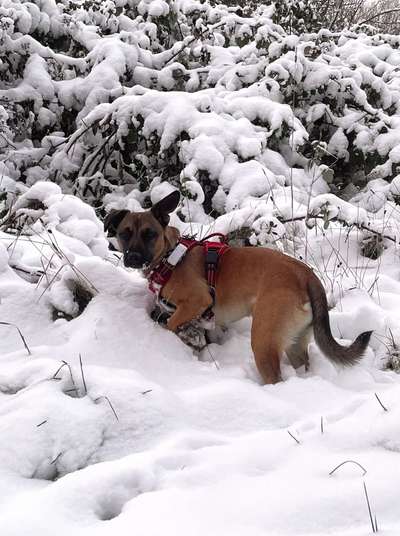 Foto Challenge Nr.: 114
Hunde im Schnee-Beitrag-Bild