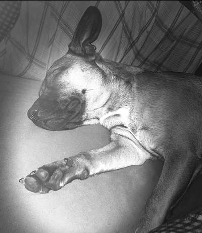 Dogorama Photo Challenge - Zeit ins Bett zu gehen-Beitrag-Bild
