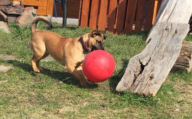 Dogorama Photo Challenge - Lieblingsspielzeug!-Beitrag-Bild