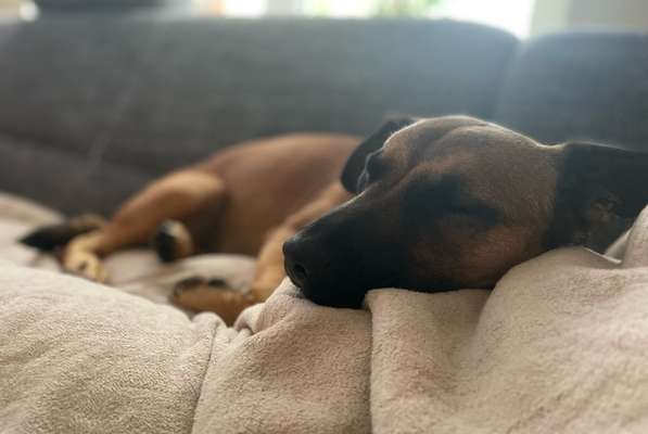 Vertrauen zwischen Hund und Halter-Beitrag-Bild