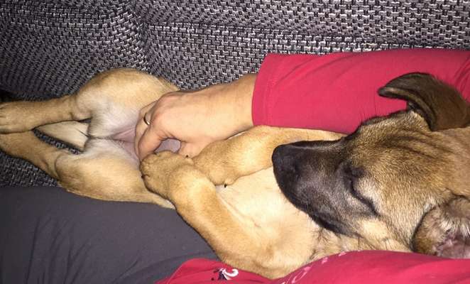 Foto-Challange: Schmuse-/Kuschel-/Ruhemodus-Beitrag-Bild