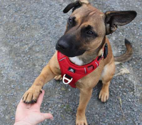 157 Fotochallege- Gib mir Deine Pfote und ich schenke Dir mein Herz-Beitrag-Bild