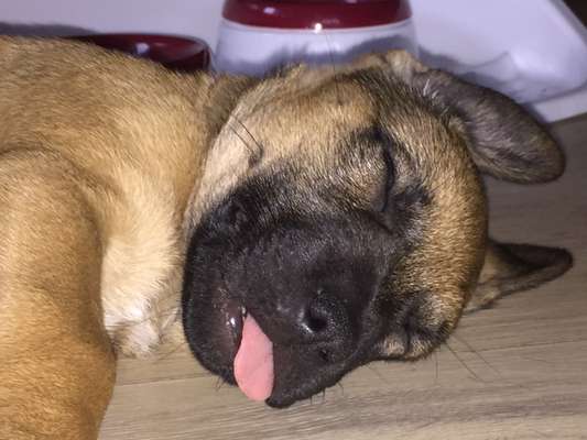 Fotochallenge Nr. 59 - Mein Hund zeigt die Zunge-Beitrag-Bild