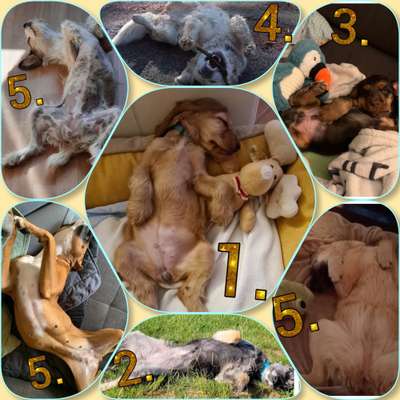 Dogorama Photo Challenge - Zeigt her eure Bäuche-Beitrag-Bild