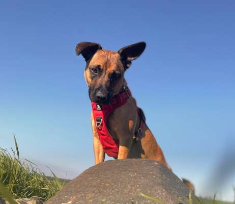 Handy Fotochallenge Nr. 52: Dein Hund mit blauem Himmel-Beitrag-Bild