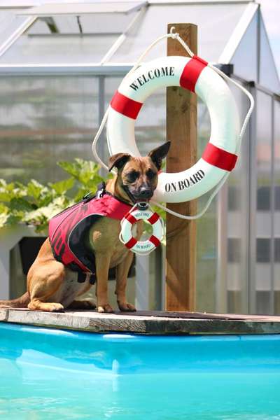 Dogorama Photo Challenge - TV Hund-Beitrag-Bild