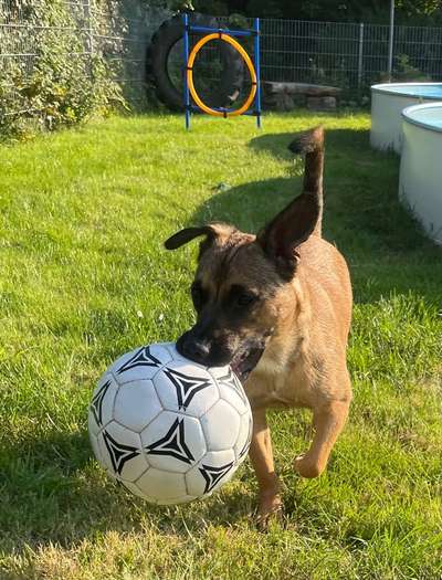 Die Dogorama Wochen Challenge-Beitrag-Bild