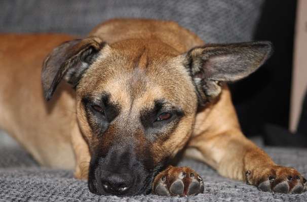 grumpy dog 😅-Beitrag-Bild