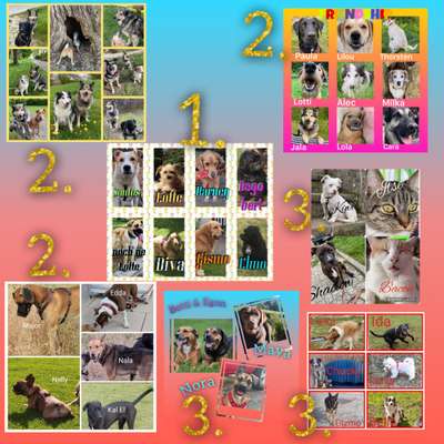 40.Collagen Challenge - Hundefreunde-Beitrag-Bild