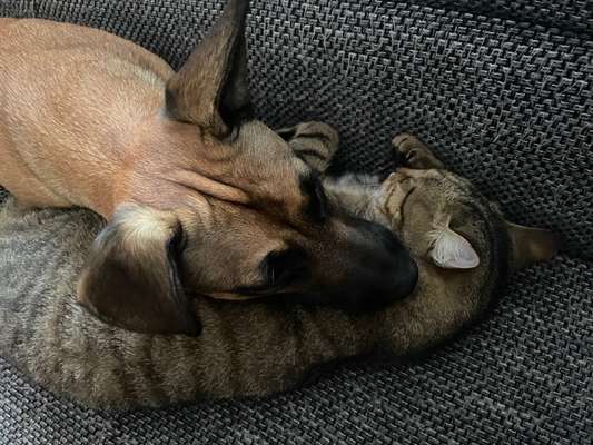 FOTOCHALLENGE 68: Dein Hund und sein bester Freund-Beitrag-Bild