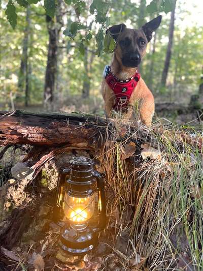 Dogorama Photo Challenge - Licht-Beitrag-Bild