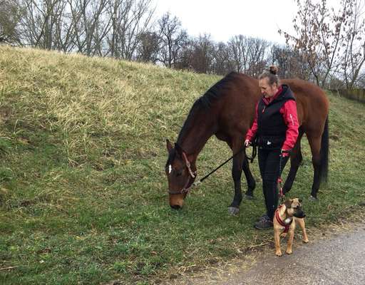 Andere Haustiere?-Beitrag-Bild