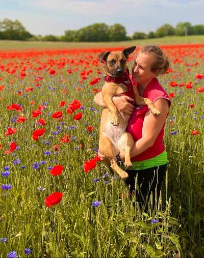 Fotochallenge Nr 96.: Bunt, Bunter, Hund 💐🌹🍁-Beitrag-Bild