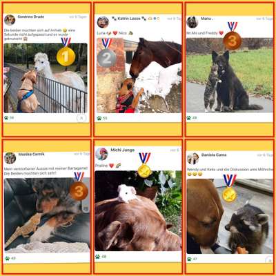 34. Handy Foto Challenge - Begegnung mit anderen Tierarten (keine anderen Hunde)-Beitrag-Bild