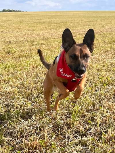 Unsere Fellnasen-Vielfalt im Überblick!-Beitrag-Bild