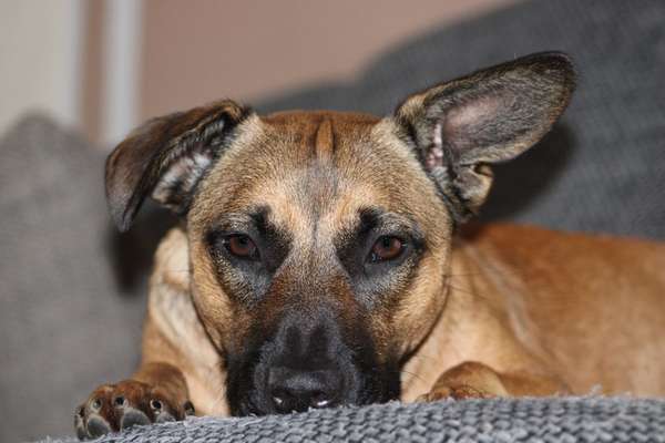 Foto's und Hundemodels-Beitrag-Bild