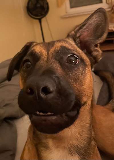 Zeigt eure verrücktesten Hundebilder-Beitrag-Bild