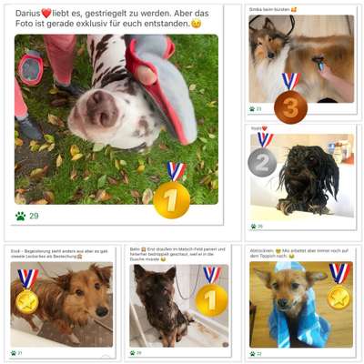 22. Handy Foto - Challenge-Beitrag-Bild