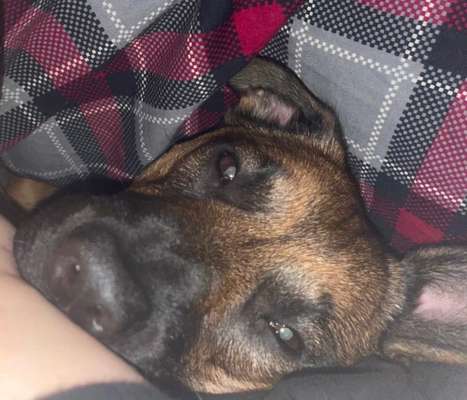 62. Handyfotochallenge
"Schlafende Hunde soll man nicht wecken" - zeigt eure Hunde beim Aufwachen-Beitrag-Bild