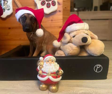 Dogorama Photo Challenge - Nikolaus-Beitrag-Bild