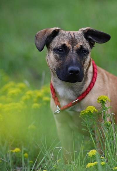 Dogorama Photo Challenge - Der Frühling kommt-Beitrag-Bild