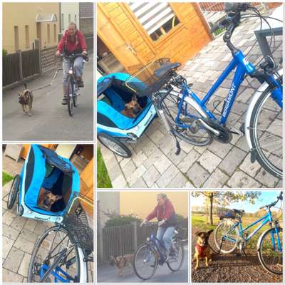 33. Collagen Challenge - Dein Hund und ein Fahrrad-Beitrag-Bild