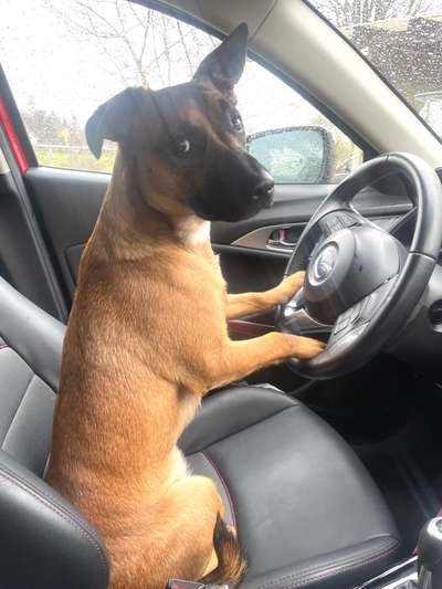 FOTOCHALLENGE 70 - Dein Hund im Auto-Beitrag-Bild