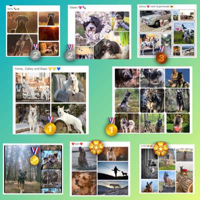 32. Collagen Challenge - eure liebsten gestellten Fotos-Beitrag-Bild