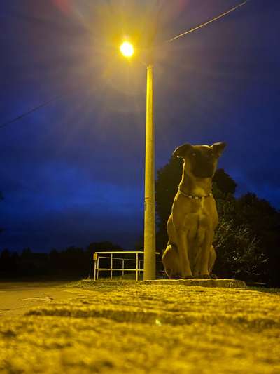 84. Foto-Challenge: In Szene gesetzt - dein Hund im Rampenlicht-Beitrag-Bild