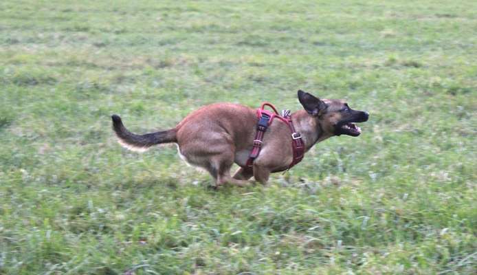 Fotochallenge 66 ~ Rennaction -Zeig deinen Hund im Lauf-Beitrag-Bild