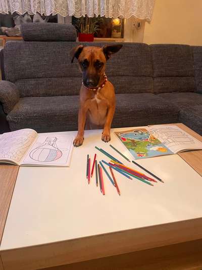 31. Handy - Fotochallenge
Vierbeiner mit am Tisch-Beitrag-Bild