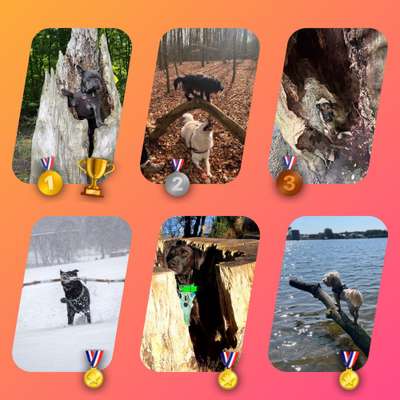 Dogorama Photo Challenge - Mein Holz und ich-Beitrag-Bild