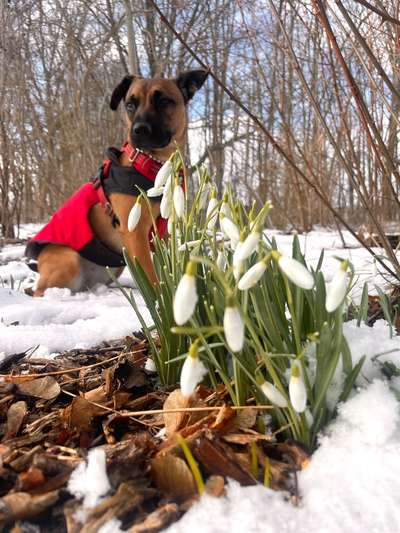 Dogorama Photo Challenge - die ersten Frühjahrsblumen-Beitrag-Bild