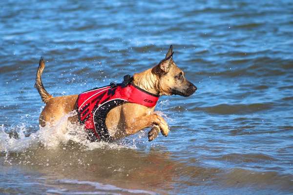 Dogorama Photo Challenge - Tierischer Urlaub-Beitrag-Bild