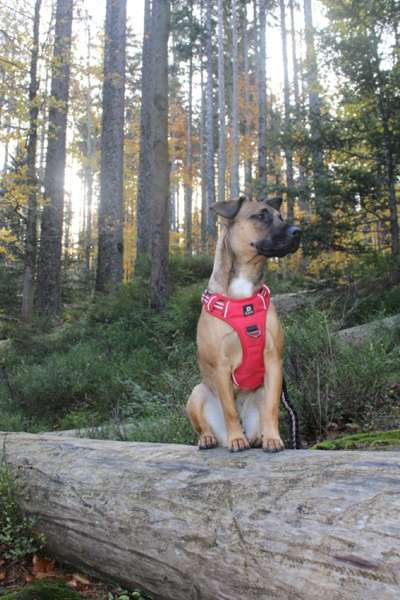 Foto -Challenge  Thema : Dein Hund Im Wald-Beitrag-Bild