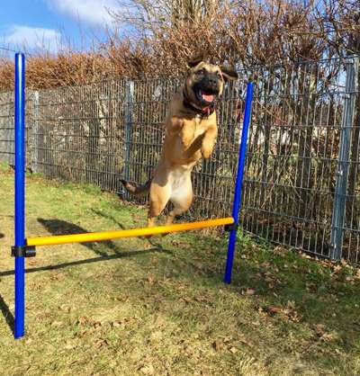 Die Dogorama Wochen Challenge-Beitrag-Bild