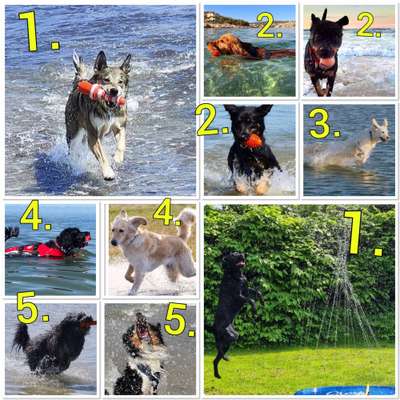 Dogorama Photo Challenge - Wasserspiele-Beitrag-Bild