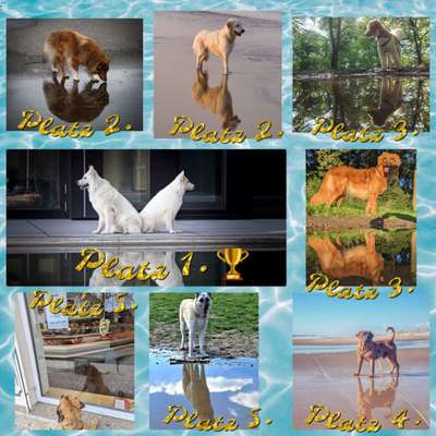 Dogorama Photo Challenge - Spieglein Spieglein . . .-Beitrag-Bild