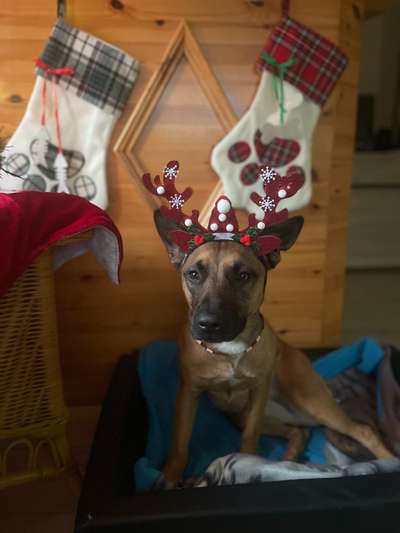 Fotochallenge 111: Endlich! Morgen kommt der Nikolaus..-Beitrag-Bild