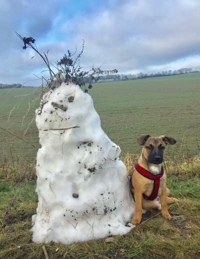 Dogorama Photo Challenge - Zufallsfund beim Gassi-Beitrag-Bild